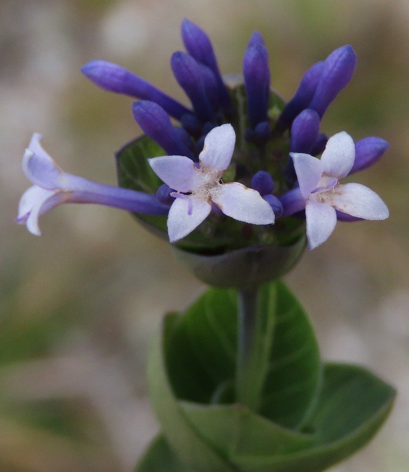 Declieuxia deltoidea photo 8