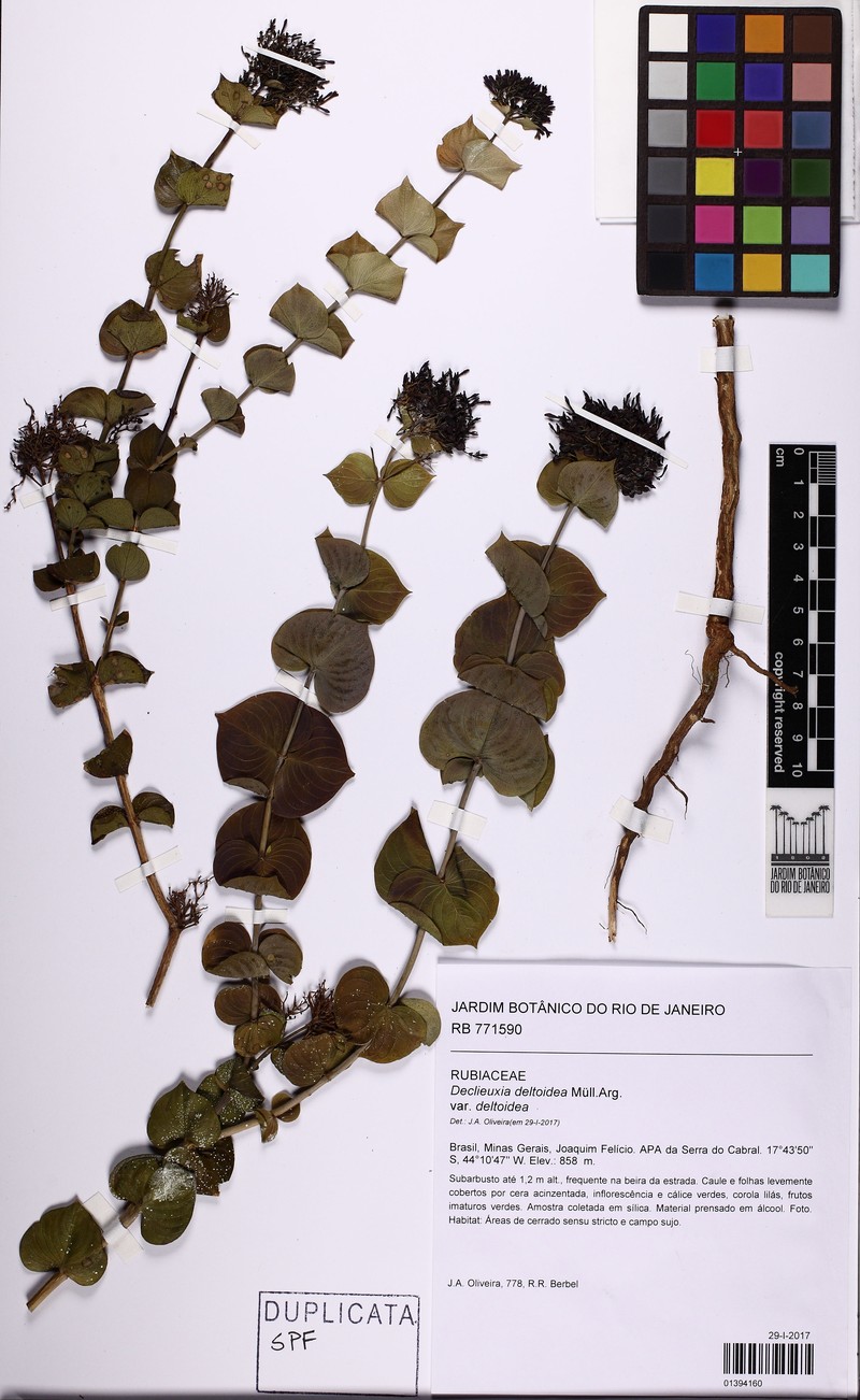 Declieuxia deltoidea var. deltoidea