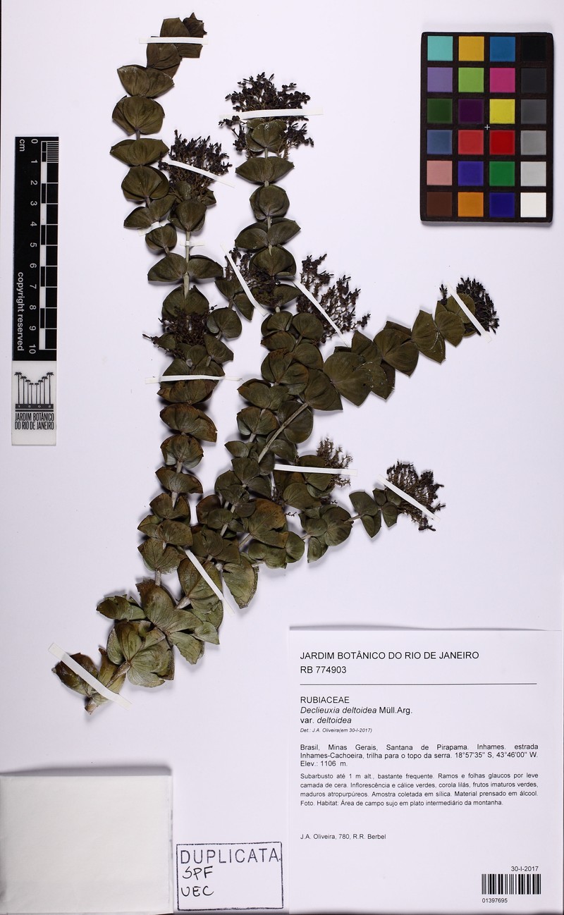 Declieuxia deltoidea var. deltoidea photo 2