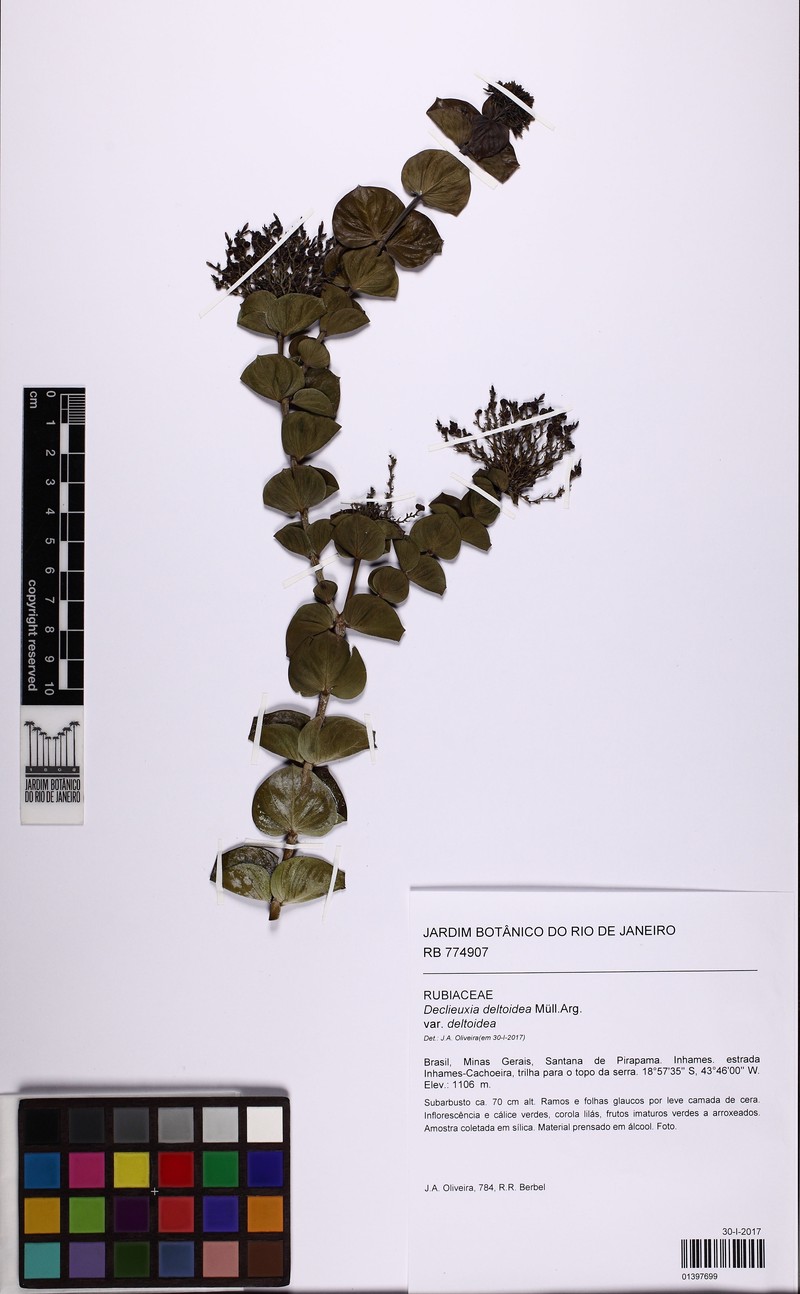 Declieuxia deltoidea var. deltoidea photo 3