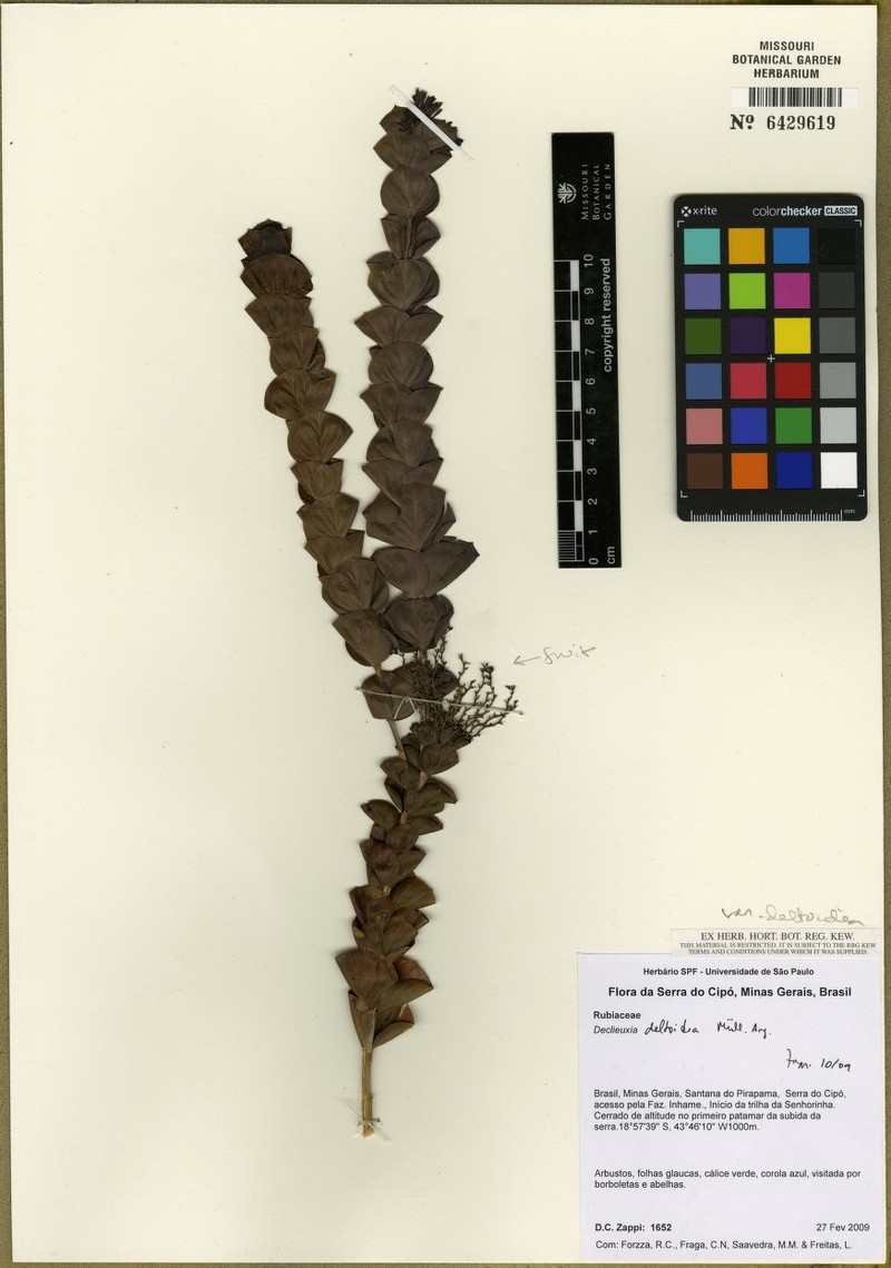 Declieuxia deltoidea var. deltoidea photo 4