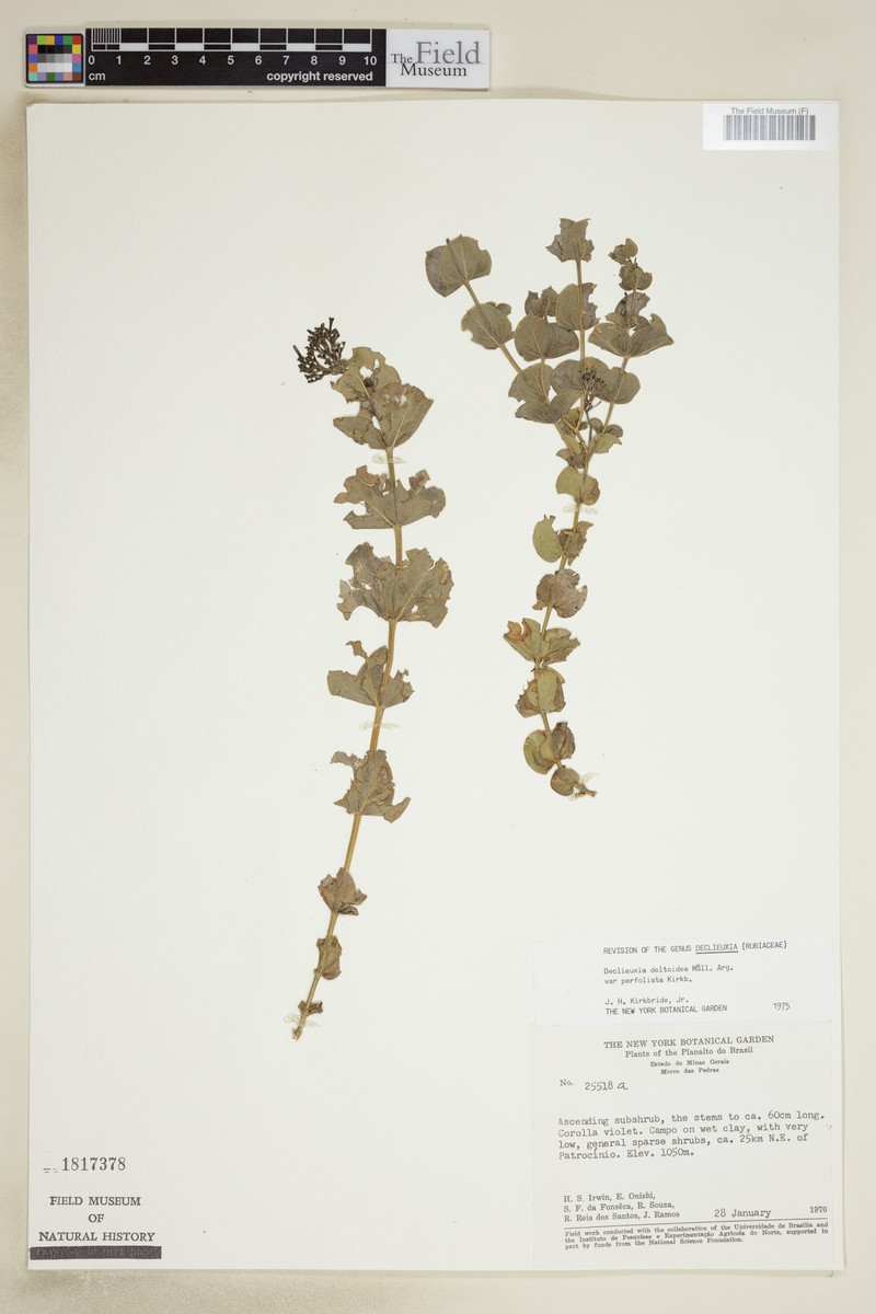 Declieuxia deltoidea var. perfoliata