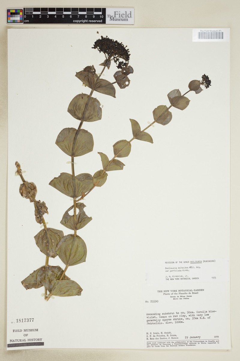 Declieuxia deltoidea var. perfoliata photo 2