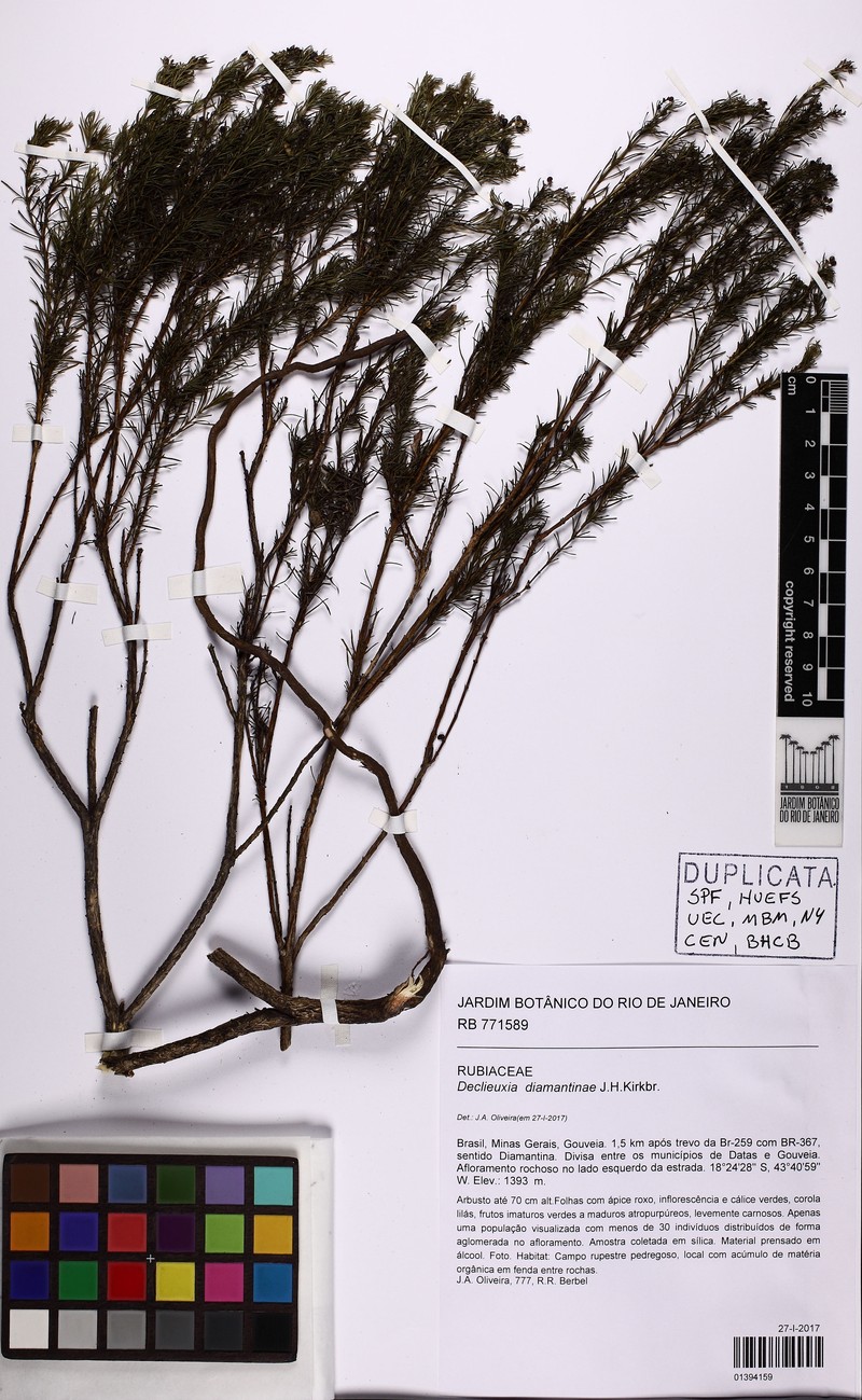 Declieuxia diamantinae