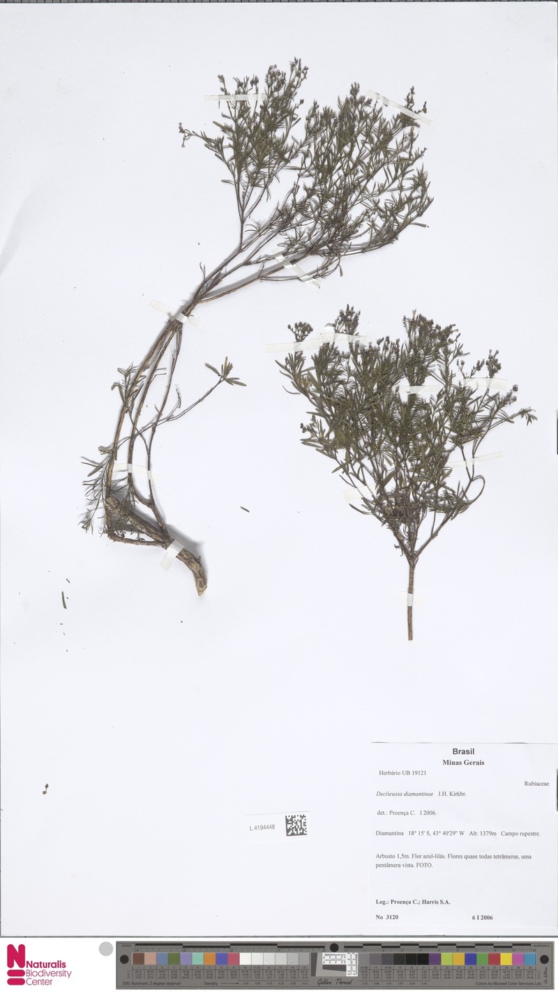 Declieuxia diamantinae photo 2