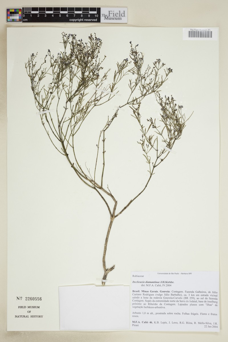 Declieuxia diamantinae photo 3