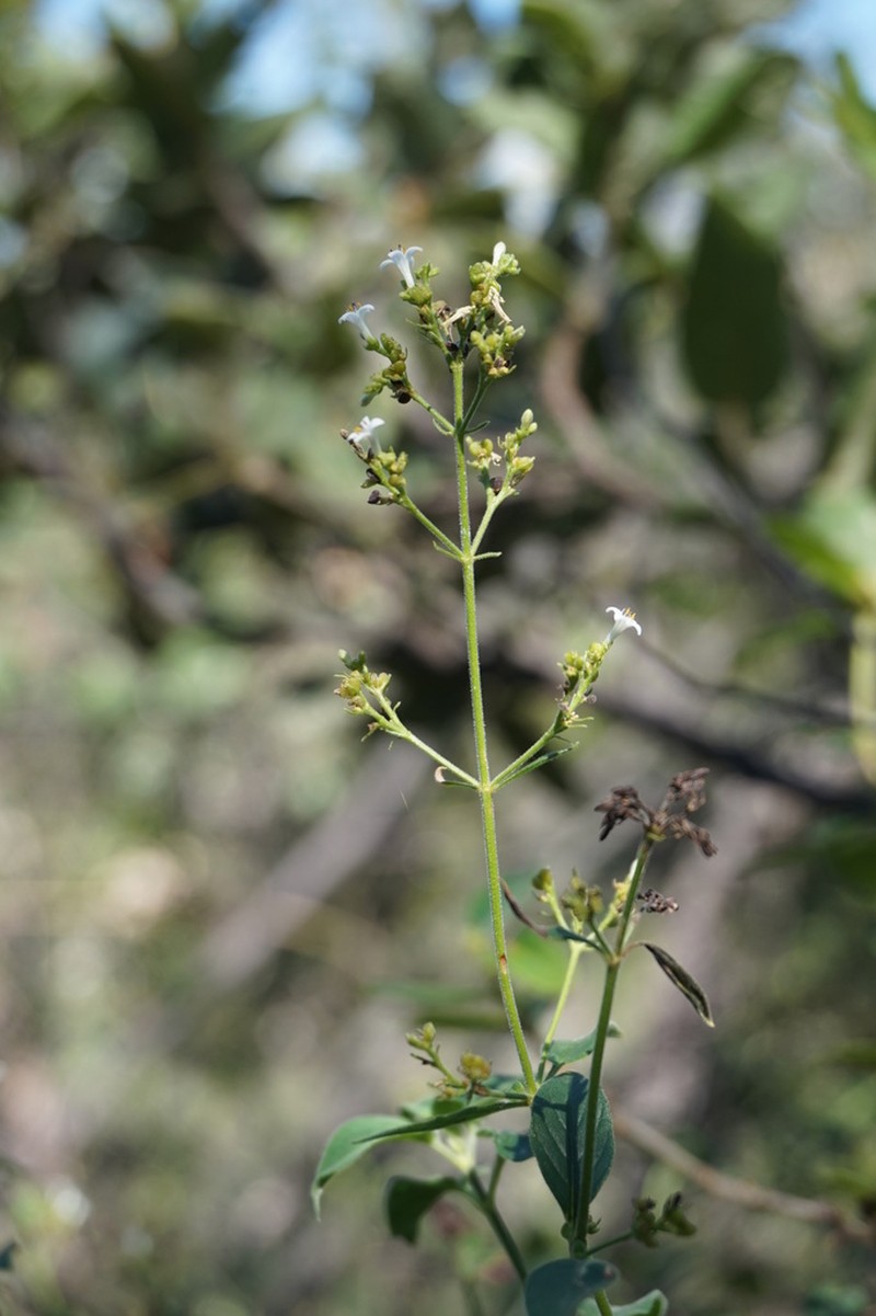 Declieuxia diantheroides
