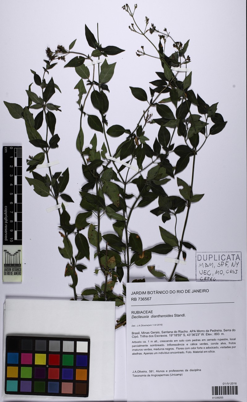 Declieuxia diantheroides photo 2