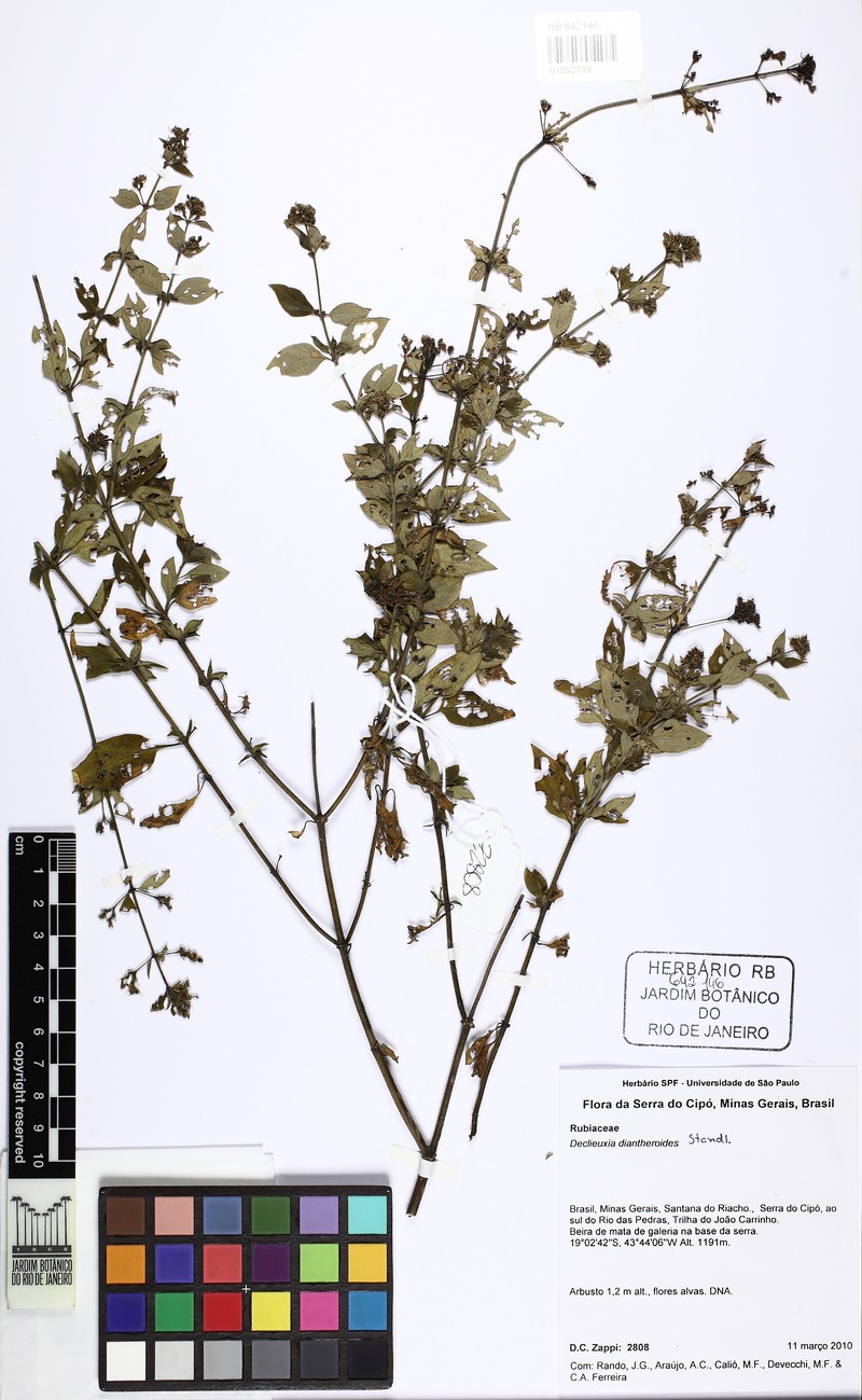 Declieuxia diantheroides photo 3