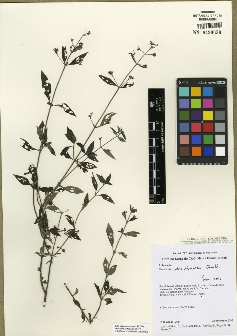 Declieuxia diantheroides photo 4