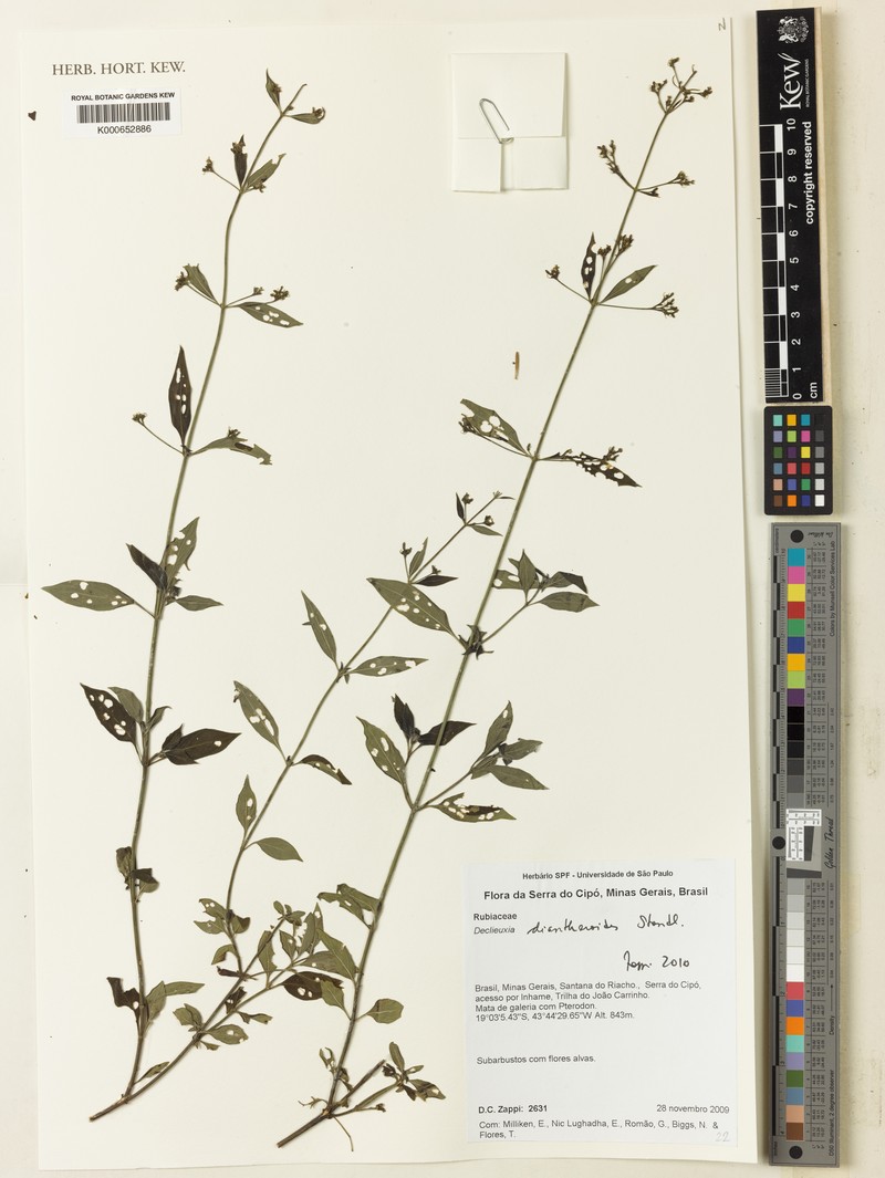 Declieuxia diantheroides photo 5