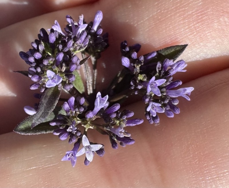 Declieuxia dusenii
