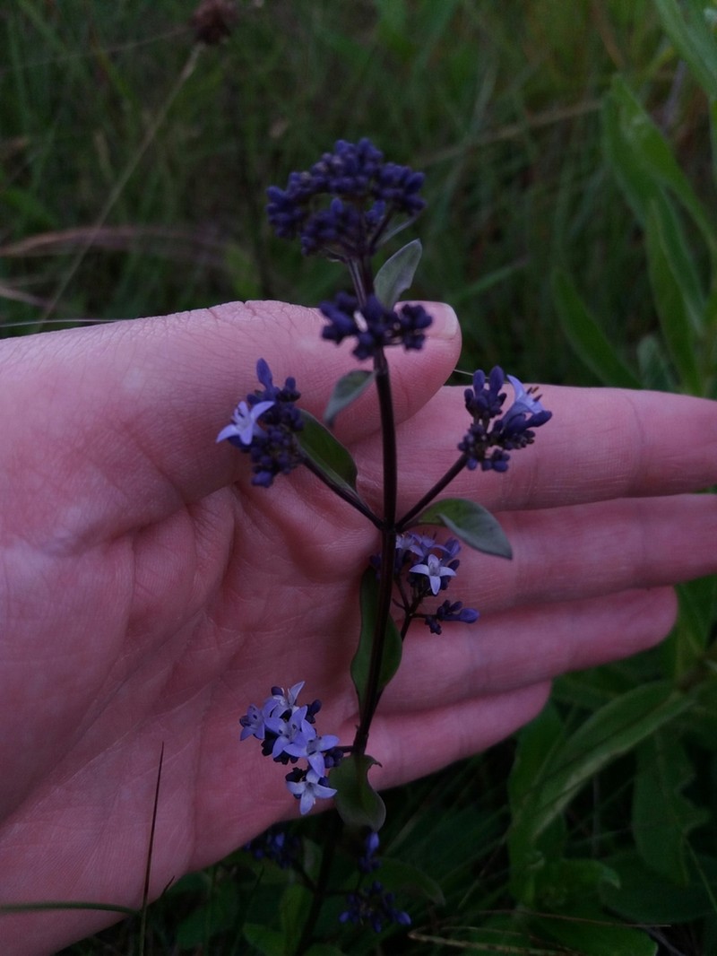 Declieuxia dusenii photo 2