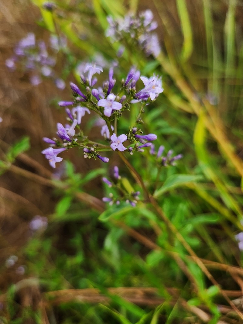Declieuxia dusenii photo 3