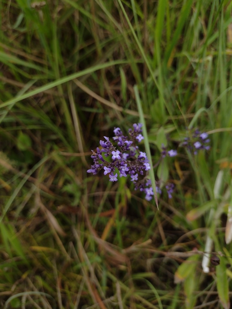 Declieuxia dusenii photo 4