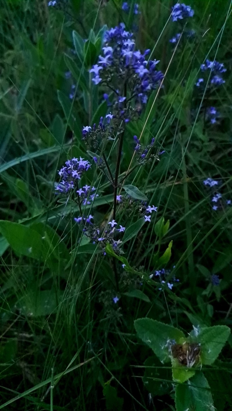 Declieuxia dusenii photo 5