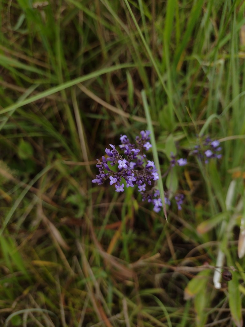 Declieuxia dusenii photo 8