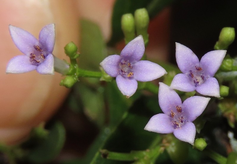 Declieuxia fruticosa