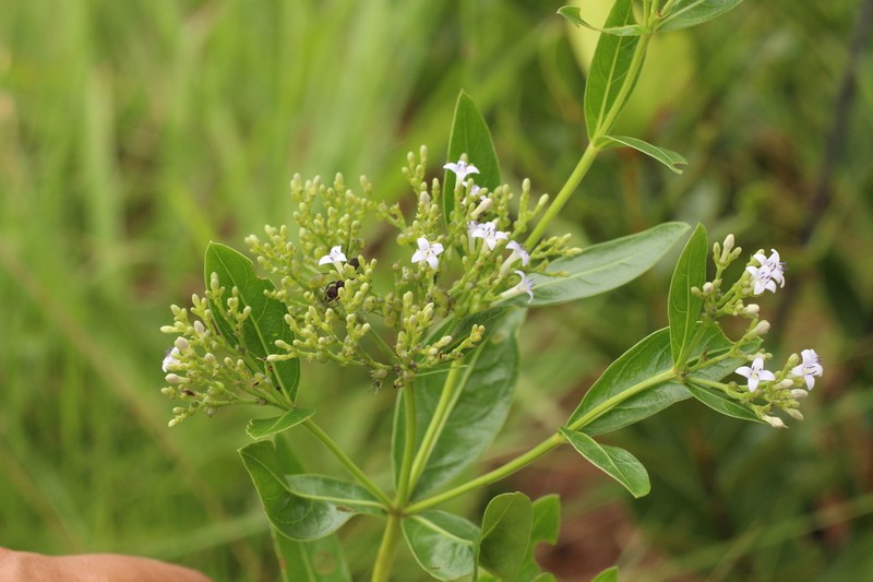 Declieuxia fruticosa photo 2