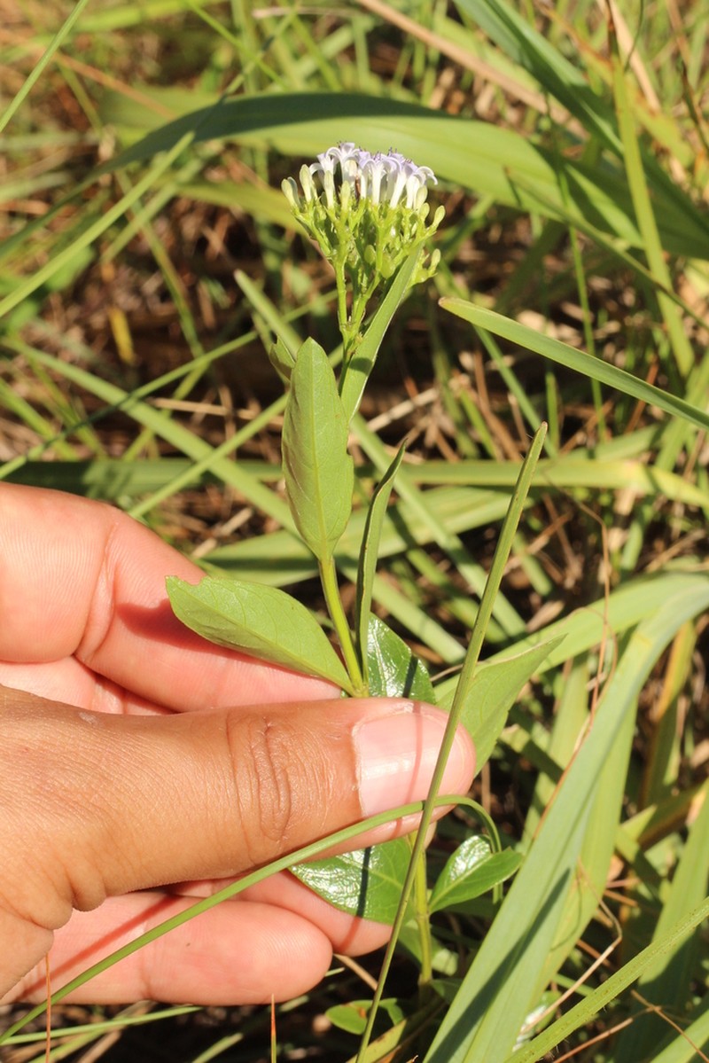 Declieuxia fruticosa photo 3