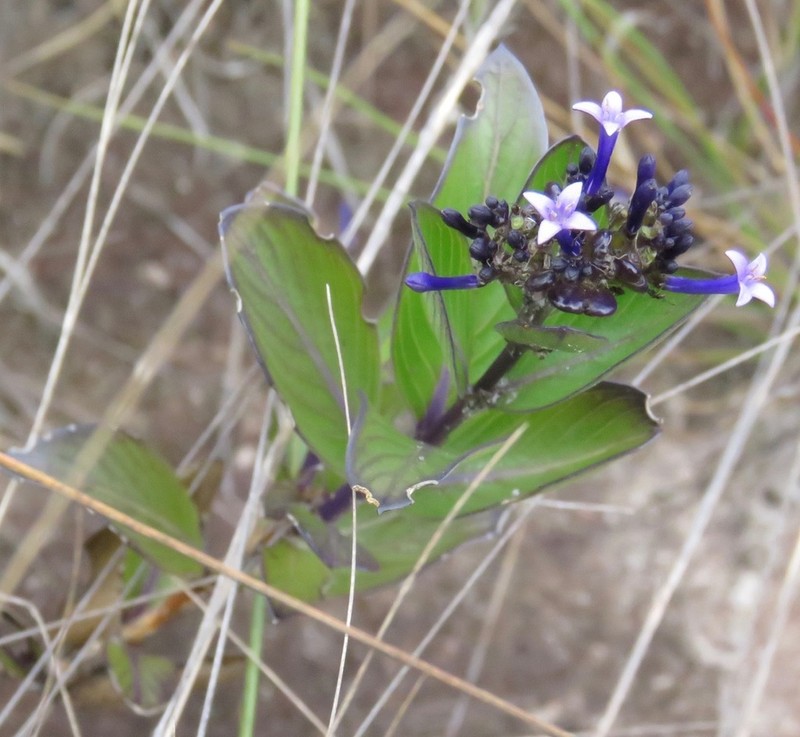 Declieuxia fruticosa photo 4