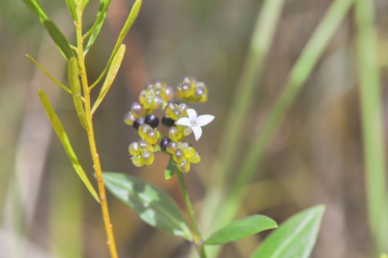 Declieuxia fruticosa photo 5