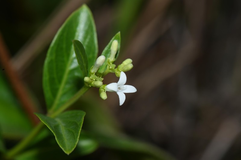 Declieuxia fruticosa photo 6