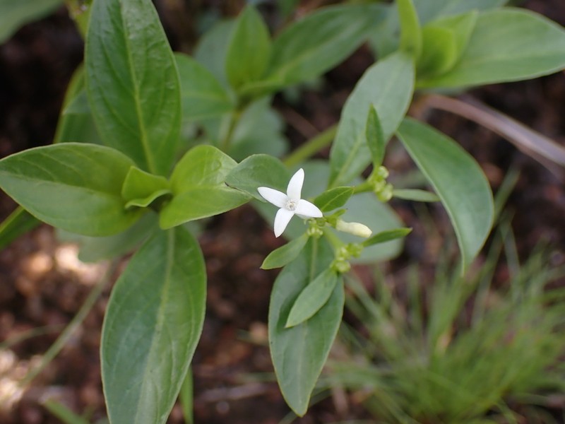 Declieuxia fruticosa photo 7