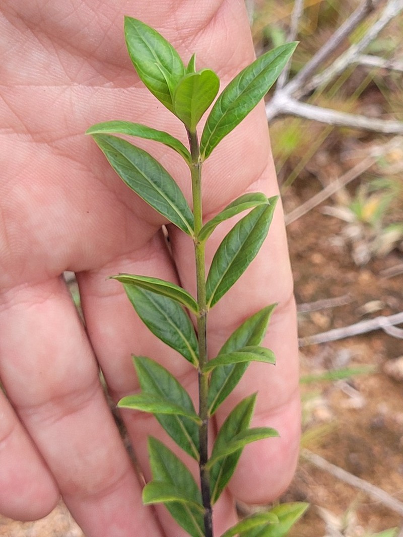 Declieuxia fruticosa photo 8