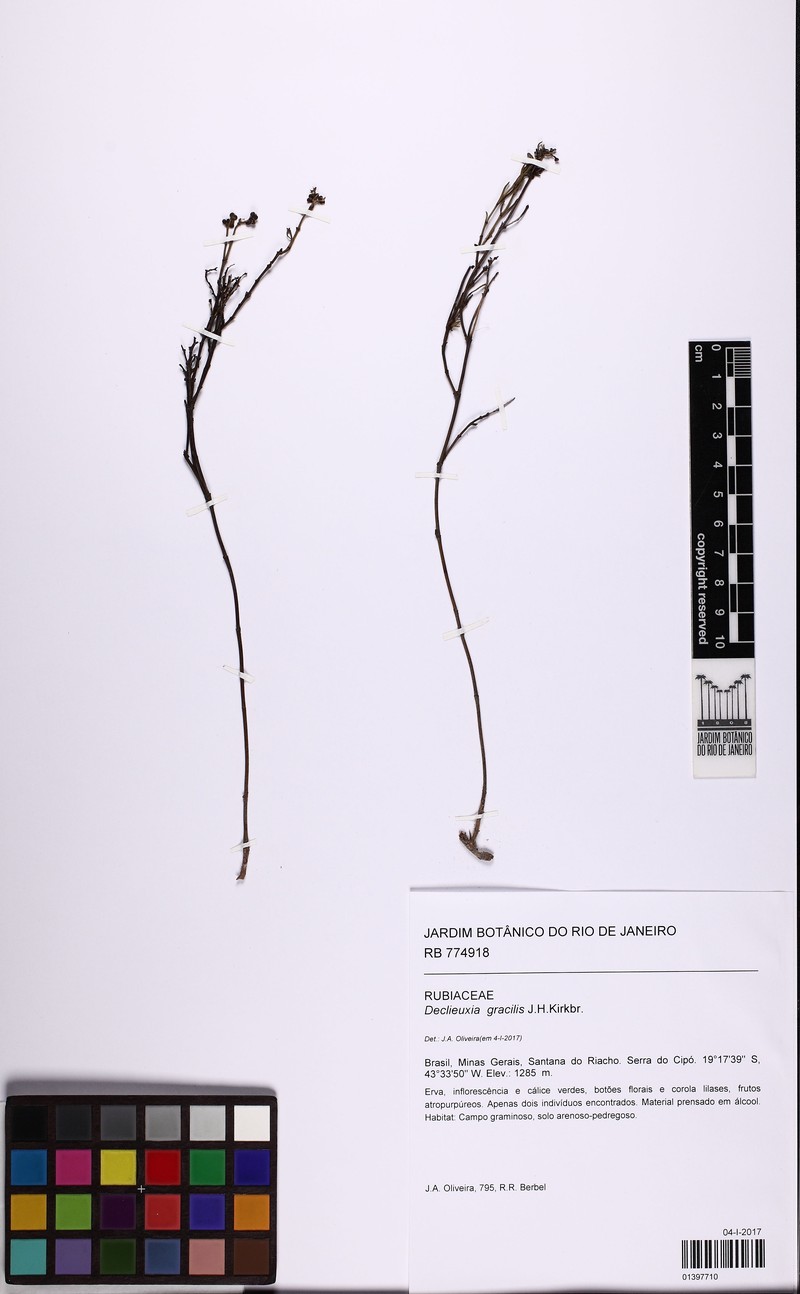 Declieuxia gracilis