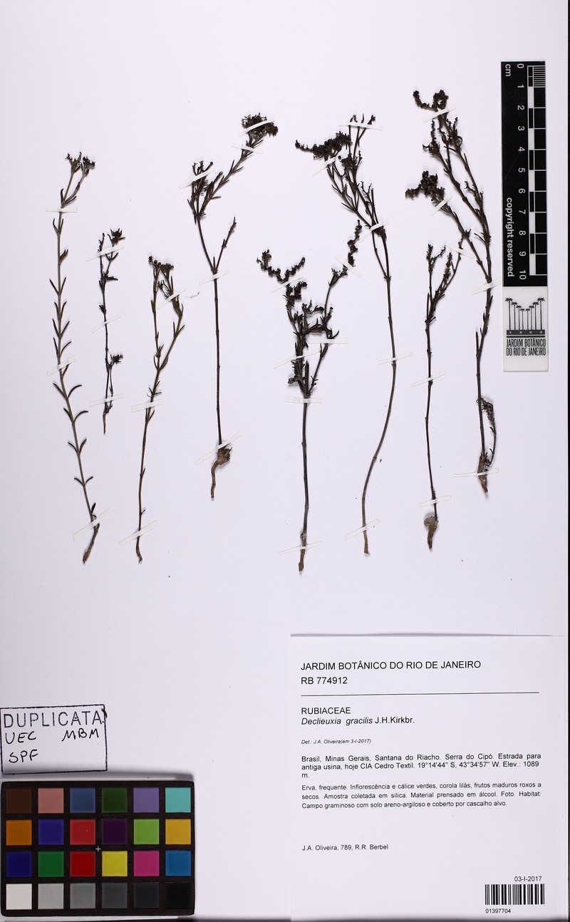 Declieuxia gracilis photo 2