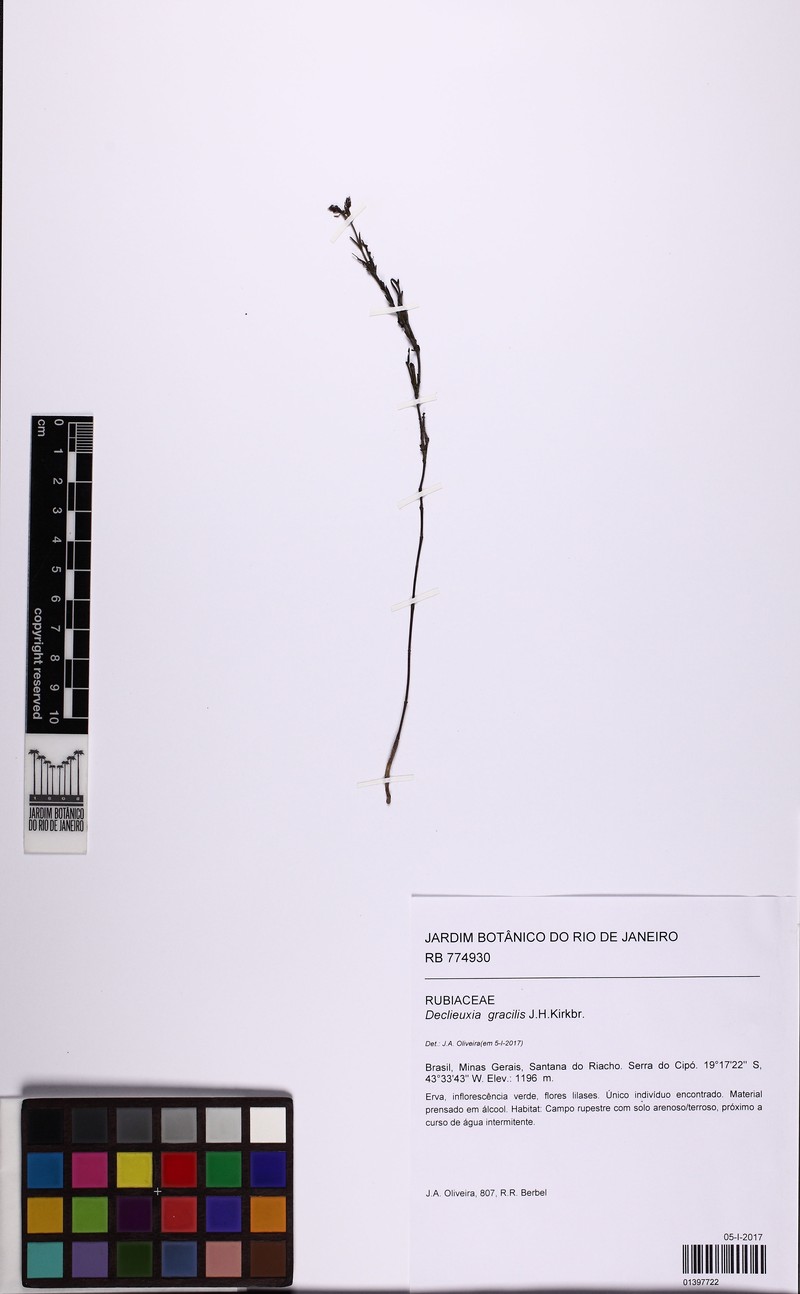 Declieuxia gracilis photo 3