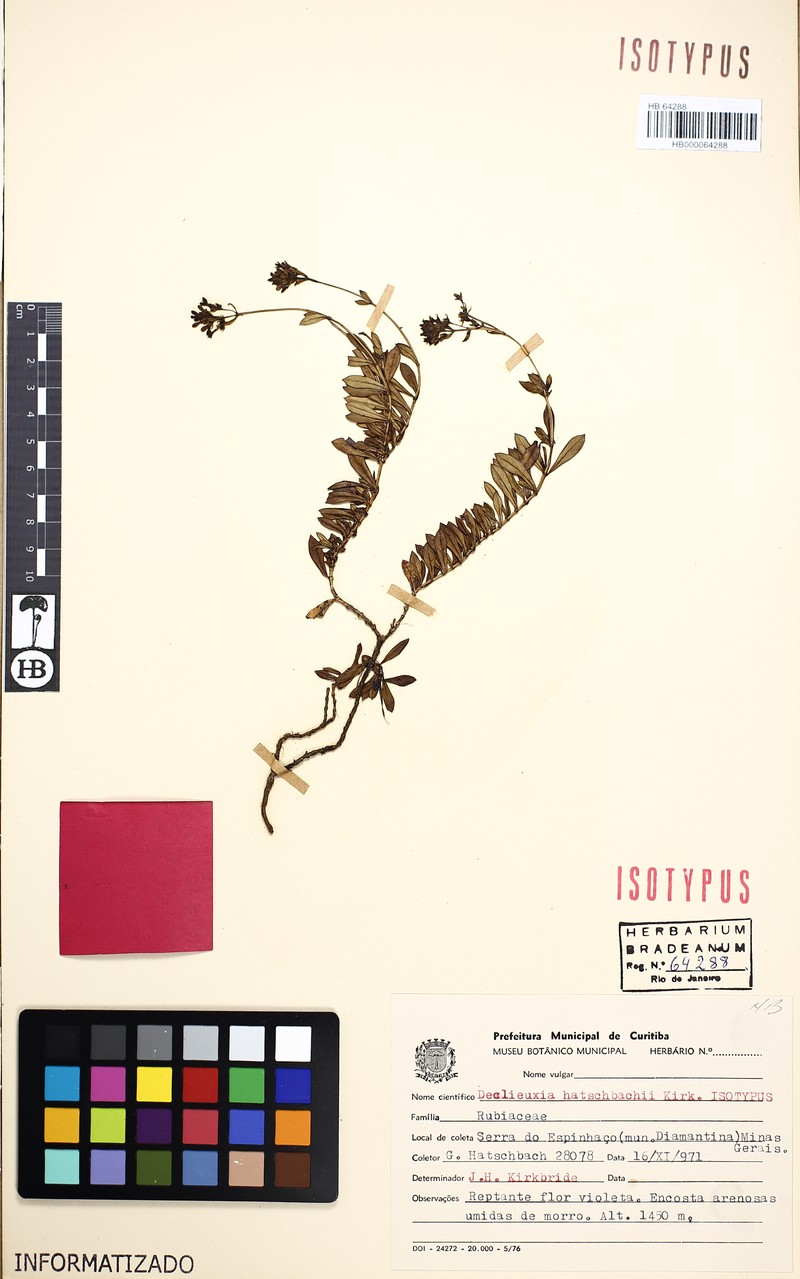 Declieuxia hatschbachii