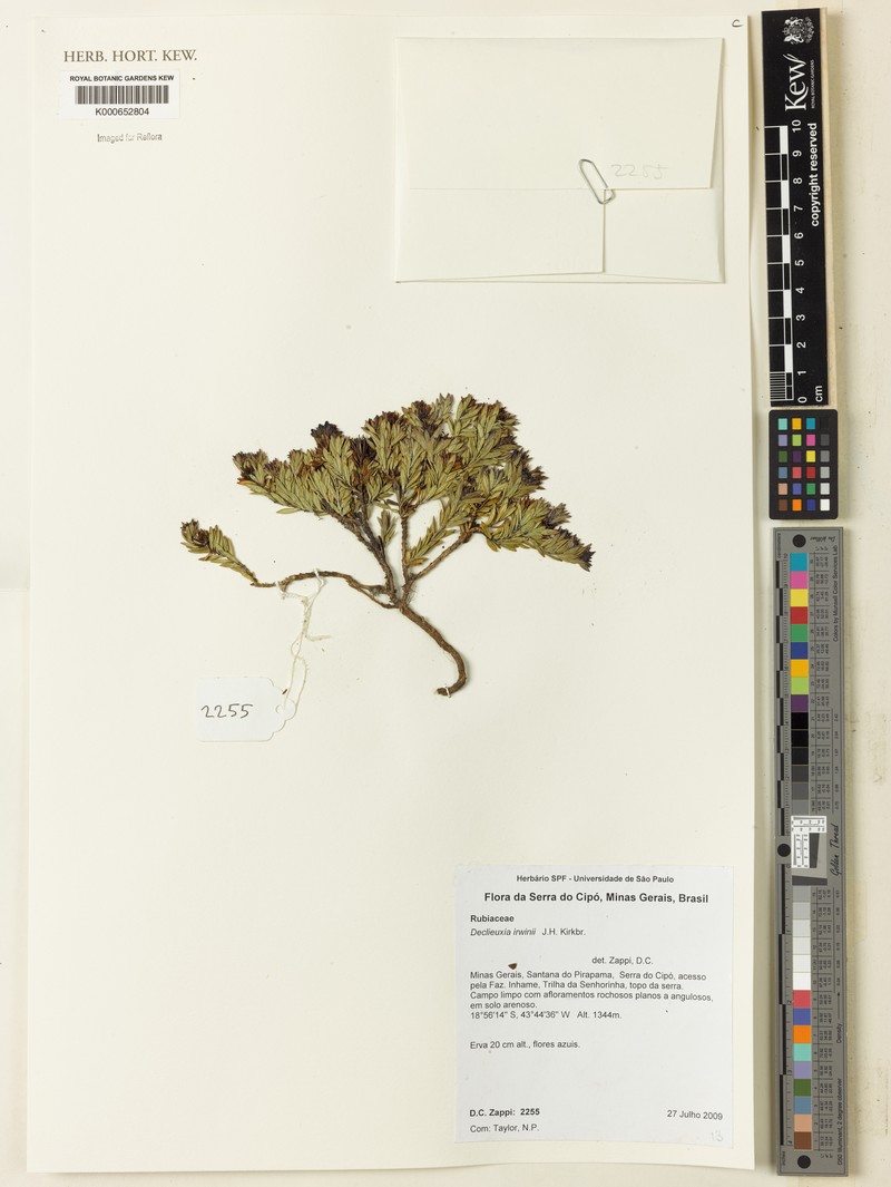 Declieuxia irwinii