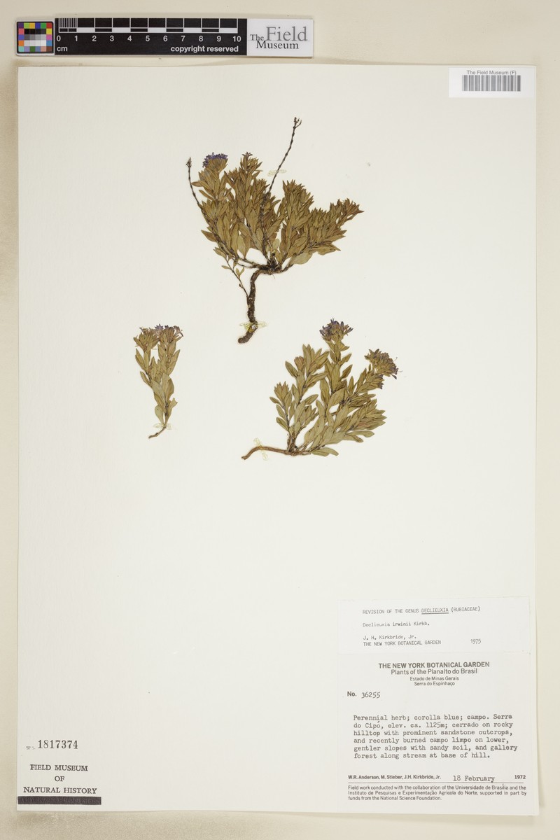 Declieuxia irwinii photo 2