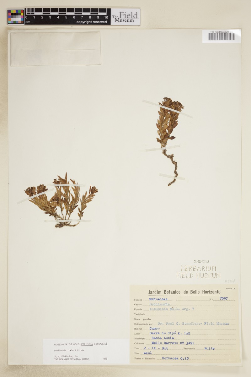 Declieuxia irwinii photo 3