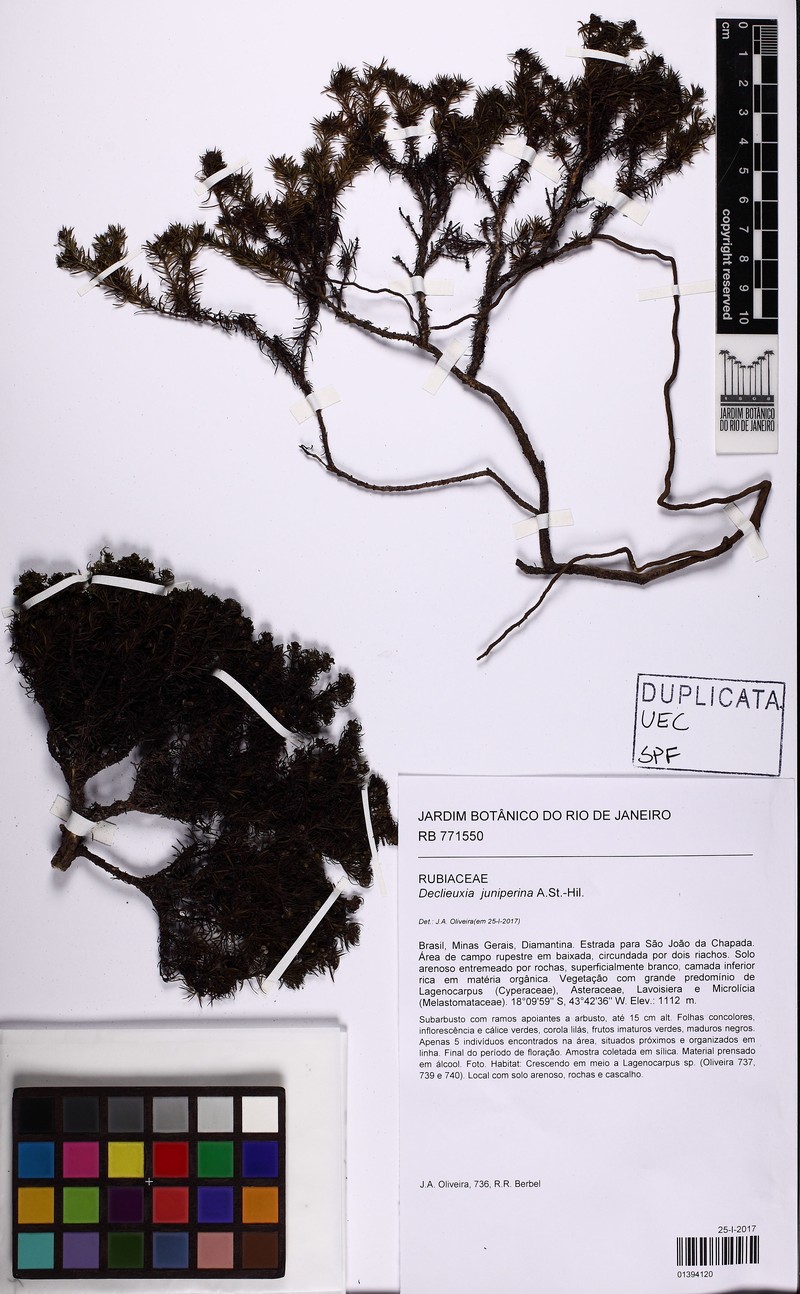 Declieuxia juniperina