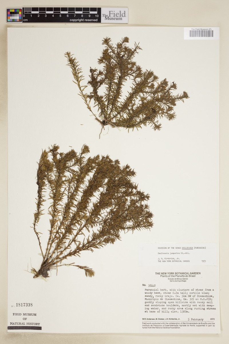 Declieuxia juniperina photo 3