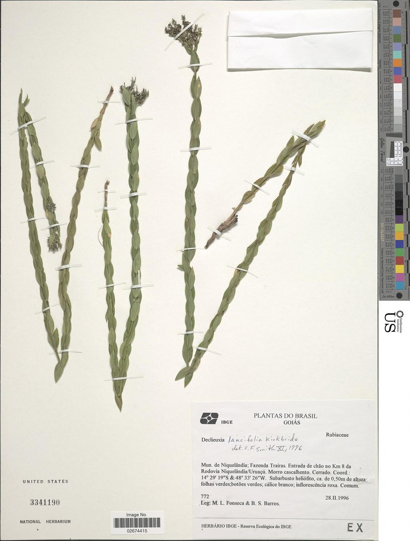 Declieuxia lancifolia