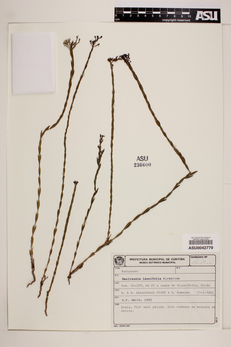 Declieuxia lancifolia photo 2