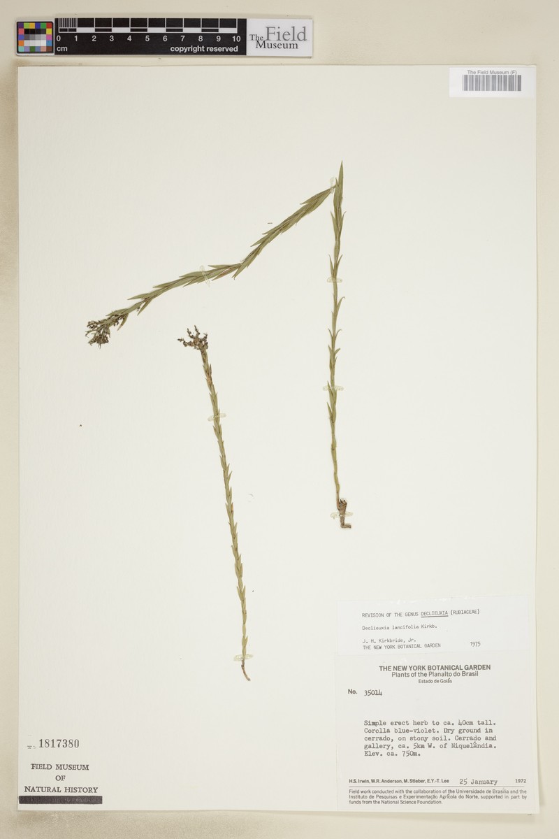 Declieuxia lancifolia photo 3