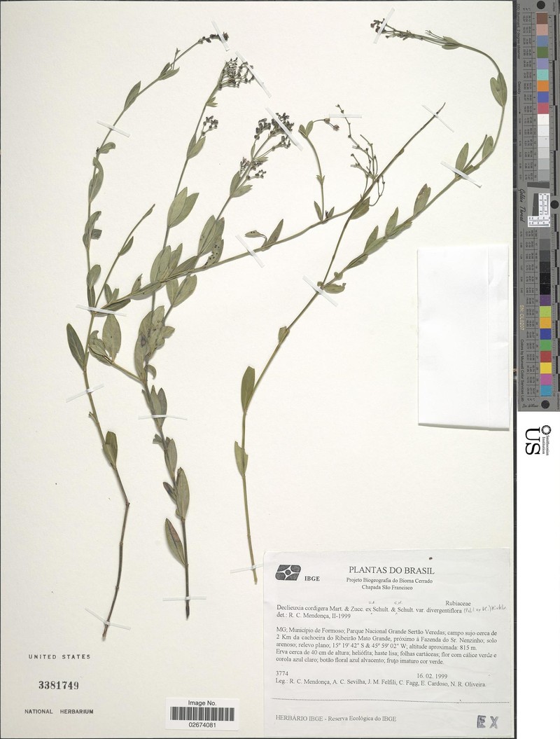 Declieuxia lysimachioides photo 2