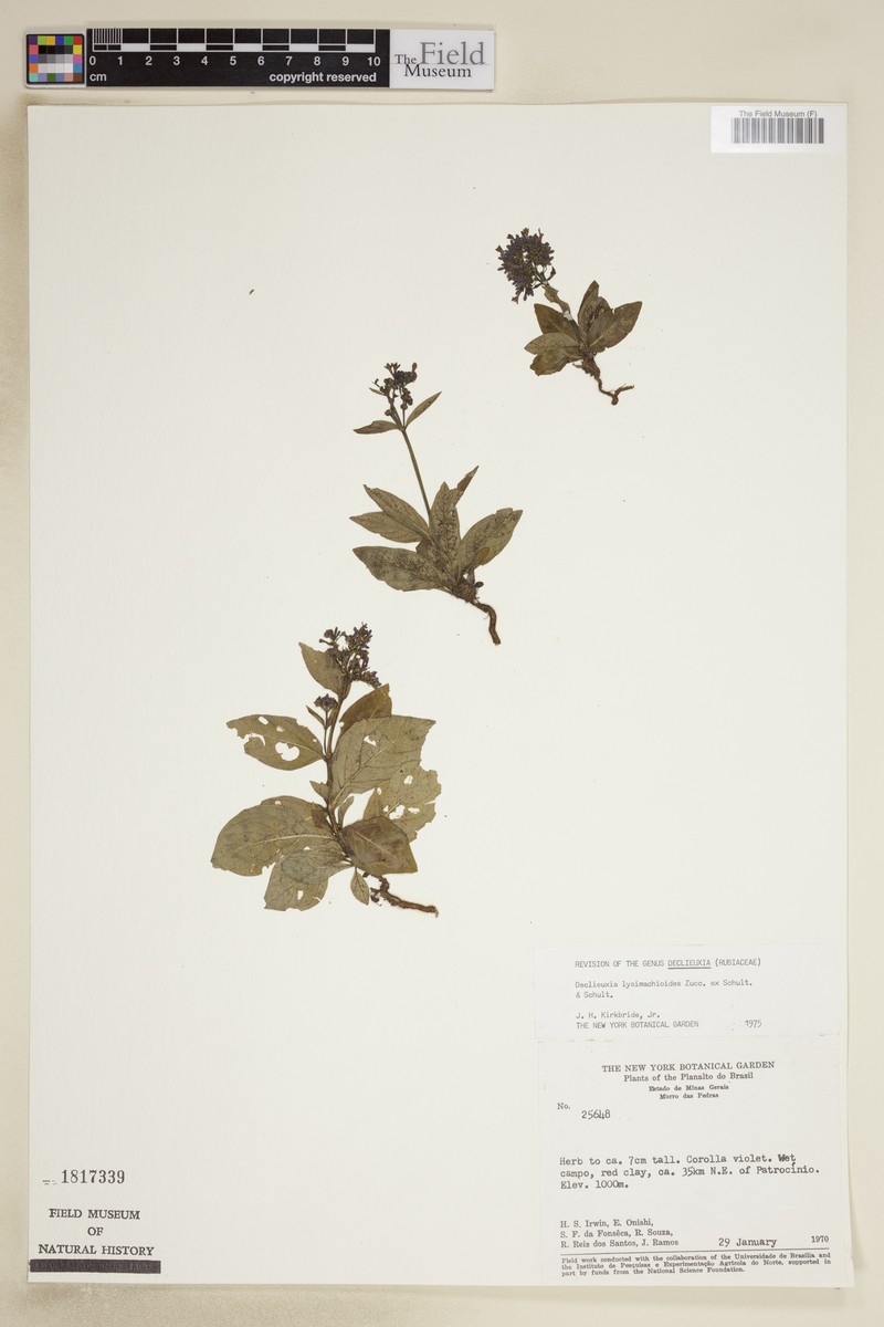 Declieuxia lysimachioides photo 3