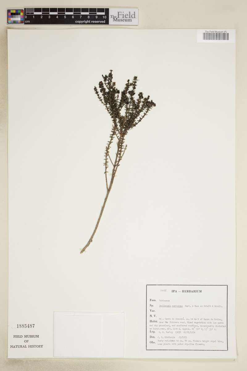 Declieuxia marioides