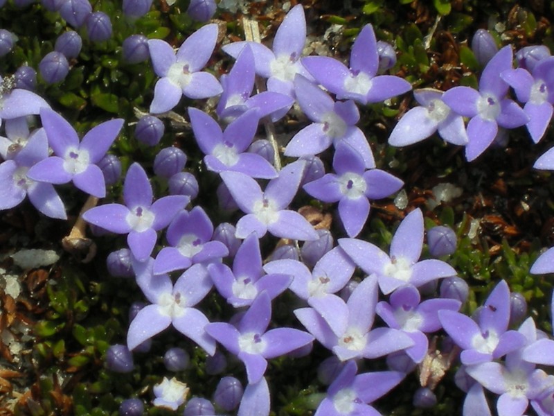 Declieuxia muscosa