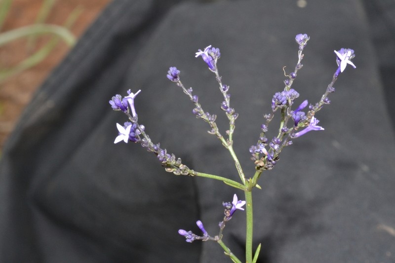 Declieuxia oenanthoides