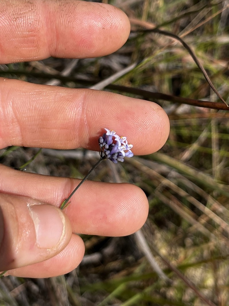 Declieuxia oenanthoides photo 2