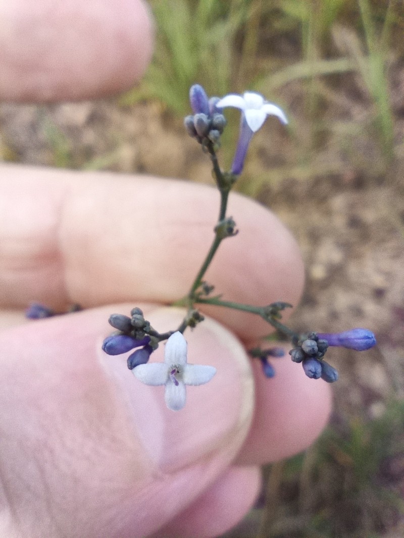 Declieuxia oenanthoides photo 3
