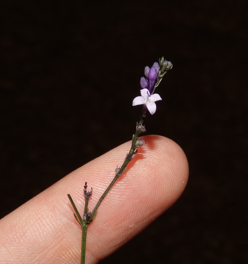 Declieuxia oenanthoides photo 6