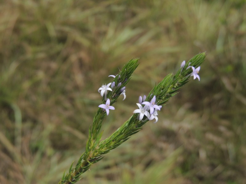Declieuxia passerina